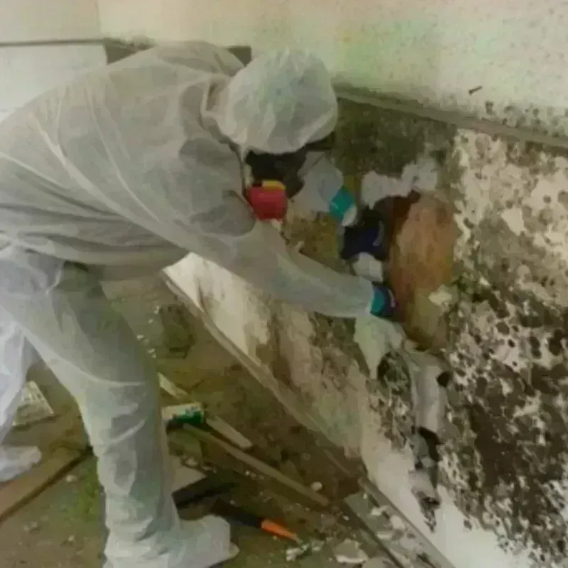 Mold Remediation and Removal in Dickinson, TX